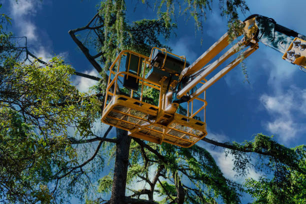 Best Tree Disease Treatment  in South Highpoint, FL